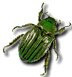 Images of Beetles